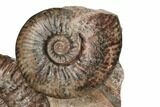 Three Ammonite (Hammatoceras) Fossils - Belmont, France #191716-2